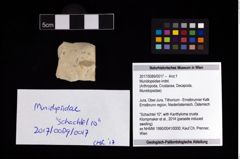 Foto (Objekt + Etikett) von Munidopsidae indet.  (NHMW-GEO-2017-0089-0017)